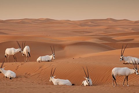 Off-plan properties for sale in Dubai - exclusive prelaunch 12